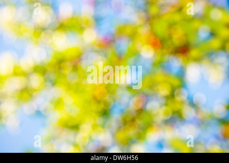 Primavera naturale bokeh di fondo di colore verde, sfondo Foto Stock