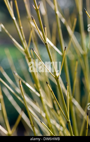 Cornus stolonifera " Flaviramea' steli in inverno. Sir Harold Hillier giardini, Hampshire. Foto Stock