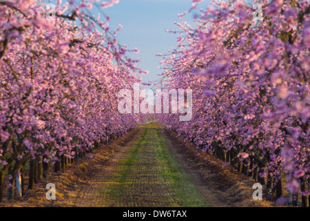 Pesche frutteti in fiore nei pressi di Marysville, California. Foto Stock