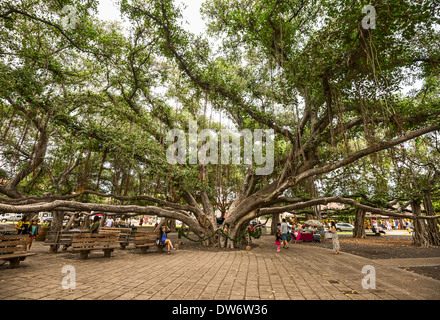 Banyan Tree Park a Maui, Hawaii. Foto Stock