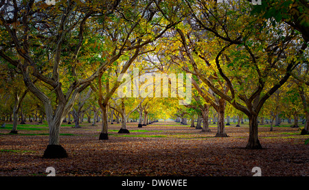 Il frutteto di noce in autunno, nei pressi di Chico, California. Foto Stock