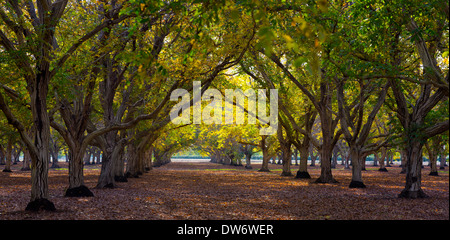 Il frutteto di noce in autunno, nei pressi di Chico, California. Foto Stock