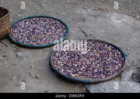 Cestini di appena raccolto i fagioli nel villaggio di Philim, regione Ghorka, Nepal. Foto Stock