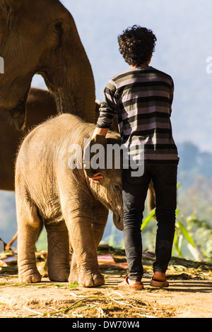 Baby Elephant giocare con uomo Foto Stock