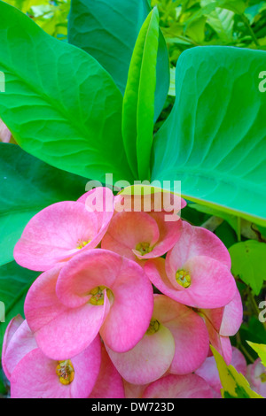 Euphorbia milii, noto come corona di spine, in fiore nel nord della Thailandia. Foto Stock