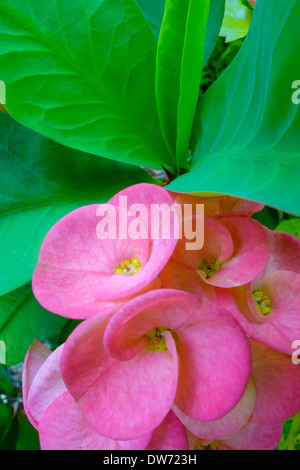 Euphorbia milii, noto come corona di spine, in fiore nel nord della Thailandia. Foto Stock