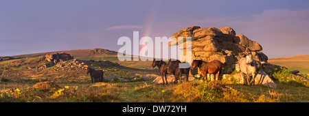 Dartmoor pony shelter accanto a un affioramento di granito vicino a sella Tor, Parco Nazionale di Dartmoor, Devon, Inghilterra. Estate (Agosto) 2013. Foto Stock