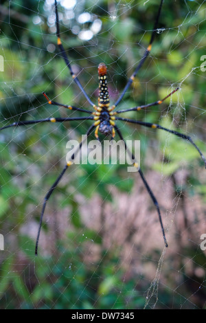 Seta dorata orb-weaver spider, noto anche come il legno Girant spider e banana spider, sul suo web, Koh Kood, Thailandia. Foto Stock