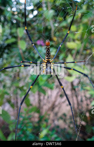 Seta dorata orb-weaver spider, noto anche come il legno Girant spider e banana spider, sul suo web, Koh Kood, Thailandia. Foto Stock