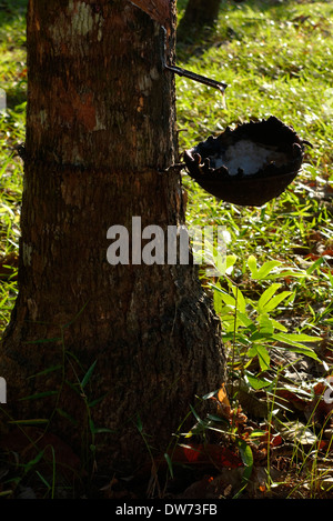 La maschiatura di gomma su Koh Kood Island, Thailandia. Foto Stock