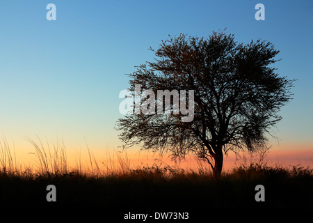 Tramonto con stagliano africana di acacia, Sud Africa Foto Stock