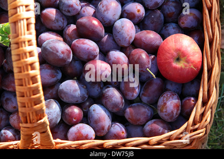 Cesto di prugne e una singola e una mela rossa Foto Stock