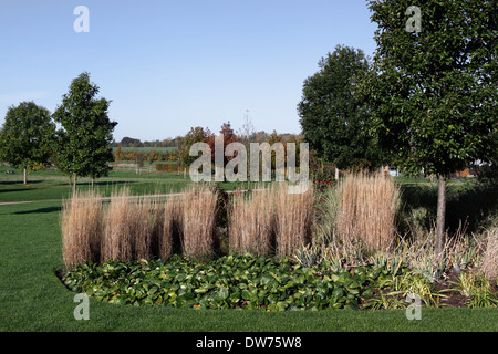 Autunno arbusti crescono in un confine. Regno Unito. Foto Stock