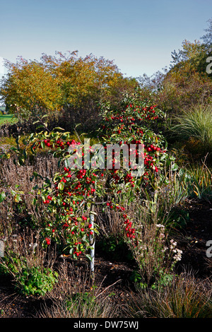 MALUS ATROSANGUINEA. Stupenda. CRAB APPLE. Foto Stock