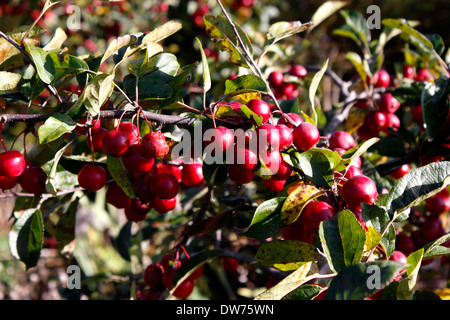 MALUS ATROSANGUINEA. Stupenda. CRAB APPLE. Foto Stock