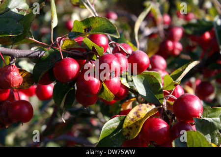 MALUS ATROSANGUINEA. Stupenda. CRAB APPLE. Foto Stock