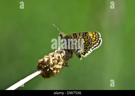 Glanville fritillary butterfly, cinxia Melitaea Foto Stock
