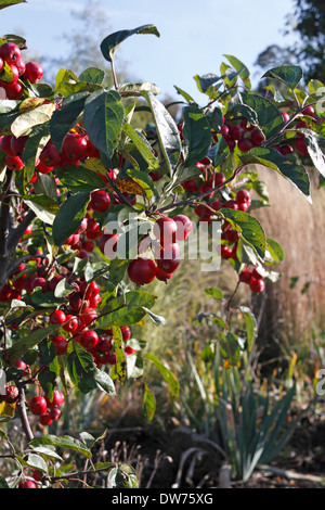 MALUS ATROSANGUINEA. Stupenda. CRAB APPLE. Foto Stock