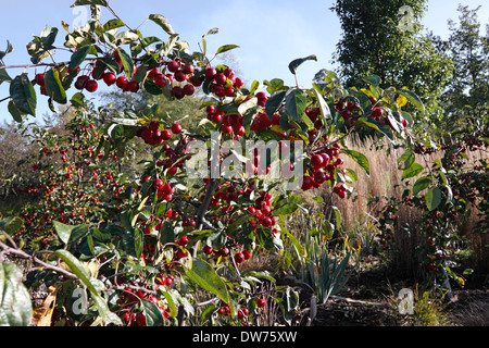 MALUS ATROSANGUINEA. Stupenda. CRAB APPLE. Foto Stock