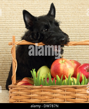 Scottish terrier con Apple Foto Stock