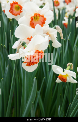 primo piano di narcisi bianca Foto Stock