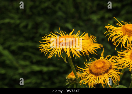 Un gruppo di giallo Inula fiori nella parte anteriore di un buio siepe di conifere Foto Stock