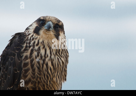 Primo piano di un bambino falco pellegrino - Falco peregrinus Foto Stock