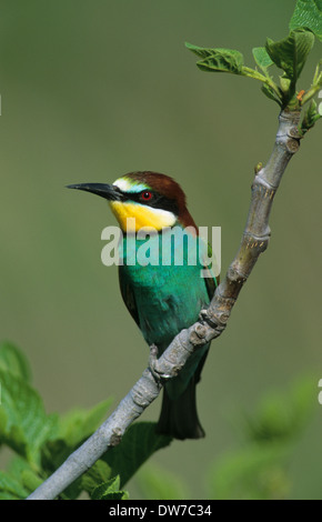 Unione Gruccione (Merops apiaster) maschio adulto appollaiato Lesbo Grecia Foto Stock