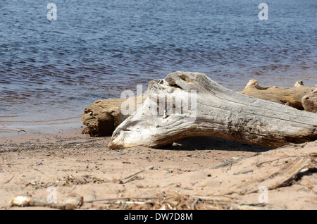 Legno di deriva si è incagliata off Lago Superiore nel fiume nero Harbour, Bessemer, Michigan Foto Stock