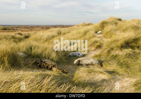 Guarnizione grigio [Halichoerus grypus] Madri e cuccioli. Dicembre. Norfolk. In dune tra Horsey Gap e Winterton dune. Regno Unito Foto Stock