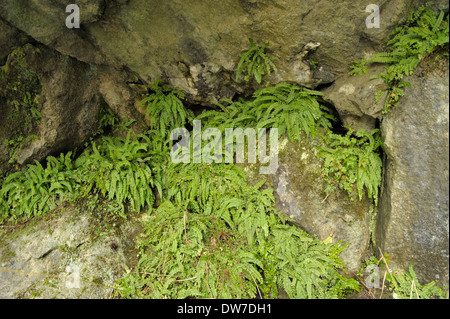 Asplenium trichomanes sottospecie pachyrachis, Maidenhair Spleenwort Foto Stock