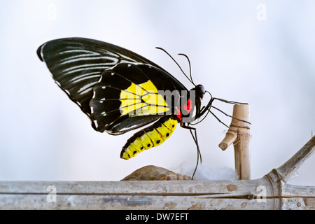 Farfalla Troides rhadamantus sul ramo anesting, cielo blu come sfondo Foto Stock