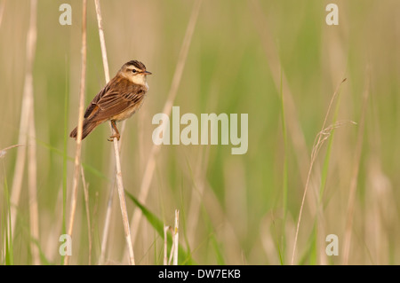 Sedge trillo, Acrocephalus schoenobaenus, arroccato in reedbed, Luglio, Norfolk Foto Stock