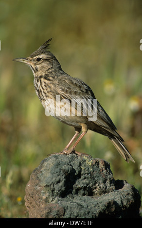 CRESTED LARK (Galerida cristata) maschio adulto appollaiato sulla roccia Lesbo Grecia Foto Stock