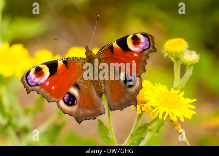 Farfalla Pavone, Agalis io, alimentazione su henbane Foto Stock