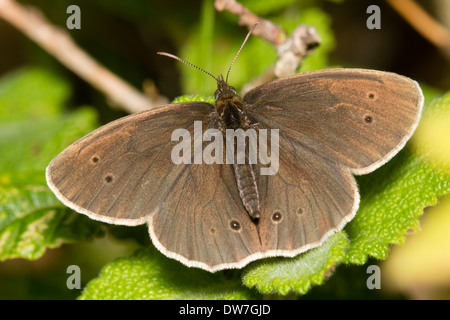 Ringlet butterfly, Aphantopus hyperantus, crogiolarsi nei primi giorni di sole estivo Foto Stock