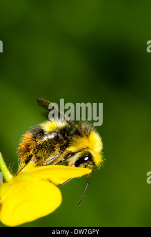 Primi maschio Bumble Bee, Bombus pratorum, in appoggio sulla sommità di un petalo buttercup Foto Stock