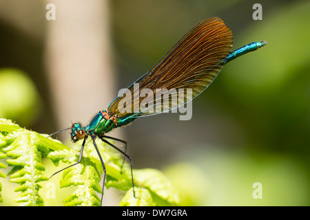 Maschio immaturo belle demoiselle, Calopteryx virgo, mostrando brown piuttosto che irridescent Blue Wings Foto Stock