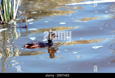 Un eared grebe in un lago da alcune riprese nel piumaggio di allevamento Foto Stock