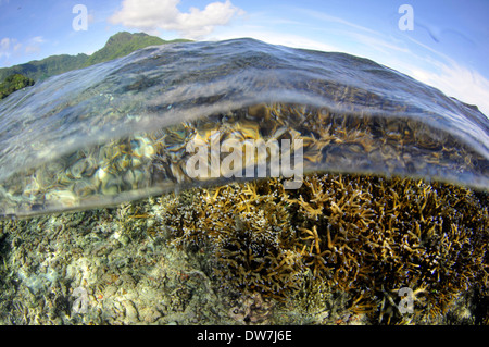 Shallow Coral reef con diverse specie di Acropora, Fagaalu Bay, Pago Pago, Tutuila Island, Samoa americane Foto Stock