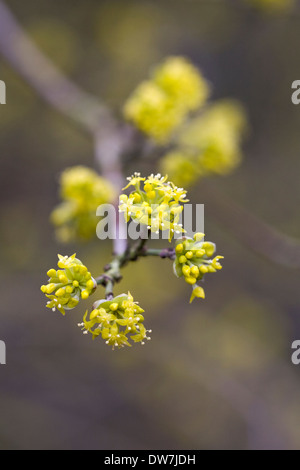 Cornus officinalis fiore. Foto Stock