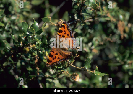 Grande TARTARUGA BUTTERFLY (Nymphalis polychloros) Lesbo Grecia Foto Stock