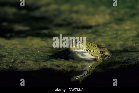 LEVANT ACQUA (rana Pelophylax bedriagae) adulto in acqua Lesbo Grecia Foto Stock