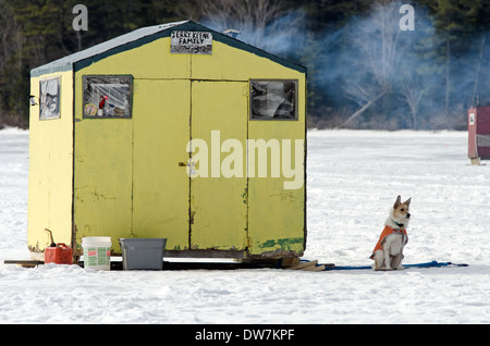 Cane in attesa al di fuori della pesca sul ghiaccio shack su Eagle Lake, il Parco Nazionale di Acadia, Maine Foto Stock