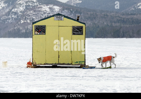 Cane in giubbotto arancione in attesa al di fuori della pesca sul ghiaccio shack su Eagle Lake, il Parco Nazionale di Acadia, Maine Foto Stock