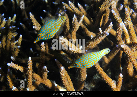 Due longnose filefish, Oxymonacanthus longirostris, sopra una Acropora sp. corallo, Fagaalu Bay, Tutuila Island, Samoa americane Foto Stock