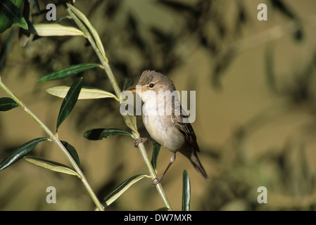 Olivo trillo (Hippolais olivetorum) maschio adulto in ulivo Lesbo Grecia Foto Stock