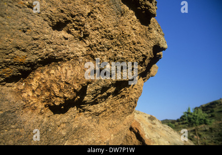 Roccia occidentale picchio muratore (Sitta neumayer) nido di fango-sito sul lato del grande masso Lesbo Grecia Foto Stock