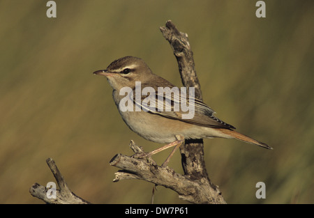 RUFOUS BUSH ROBIN (Cercotrichas galactotes) maschio adulto Lesbo Grecia Foto Stock