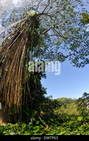 Albero tropicale nel Akaka Falls State Park, Big Island, Hawaii, STATI UNITI D'AMERICA Foto Stock